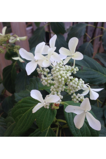 Гортензія Велика зірка