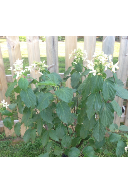 Гортензія Грейт Стар кущ в садку
