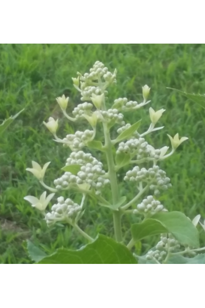 Hydrangea paniculata Le Vasterial 