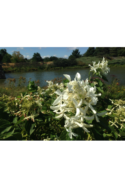 Гортензія волотиста Ла Вастеріал 