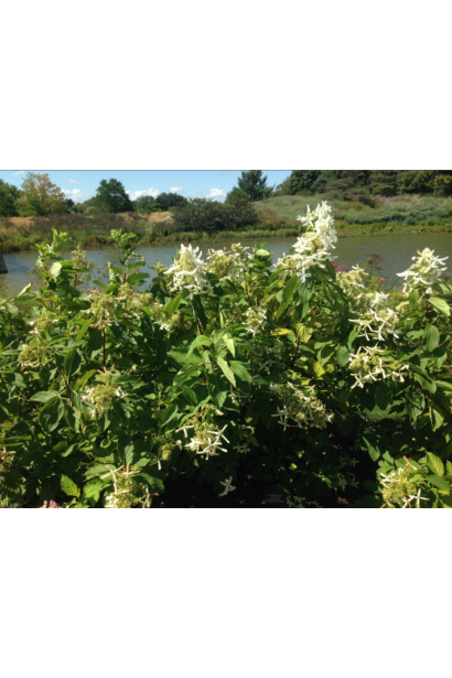Гортензія Грейт Стар цвітіння