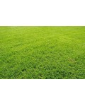Газонна трава Turfline ORNAMENTAL, 1 кг
