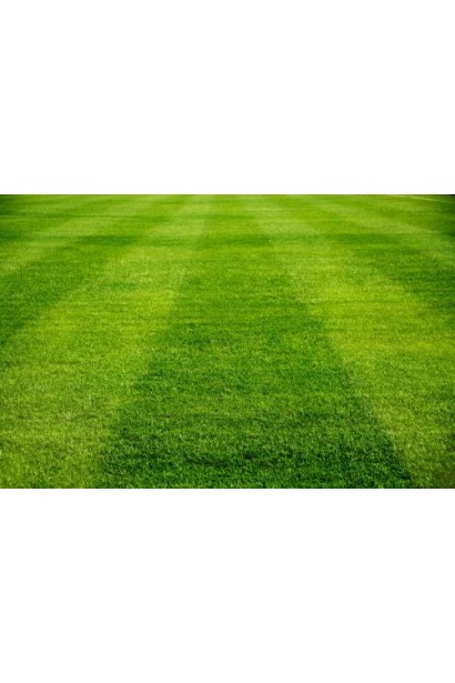 Газонна трава Спорт