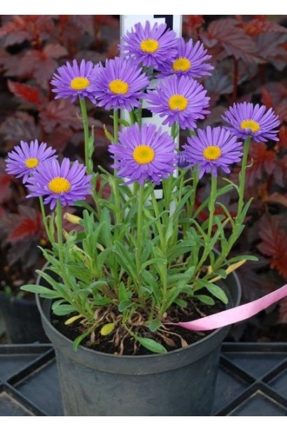 Айстра Dark Blue в горщику 3 л