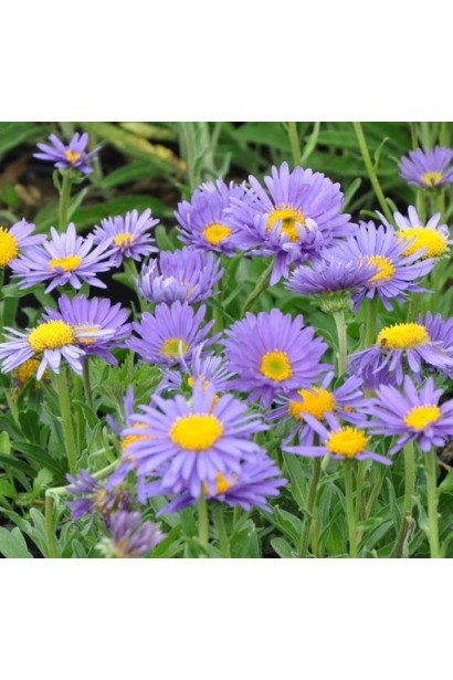 Айстра альпійська Дарк Блю