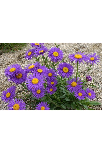 Айстра Темна королева