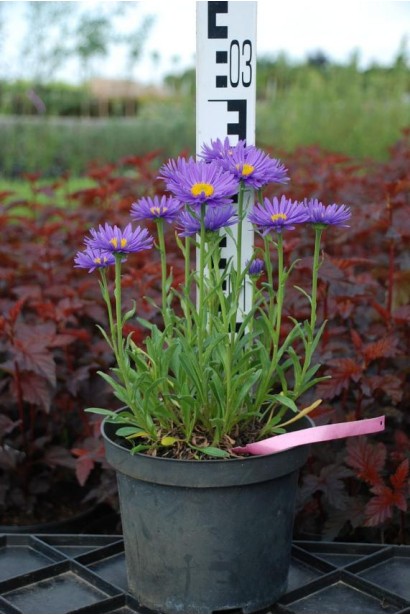 Айстра  Дарк Блю саджанець висотою 25-30 см