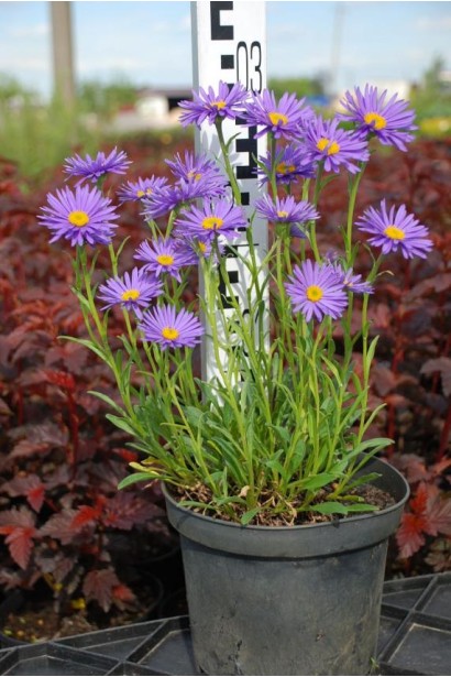Aster alpinus Dark Blue