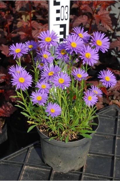 Айстра  Дарк Блю саджанець в контейнері