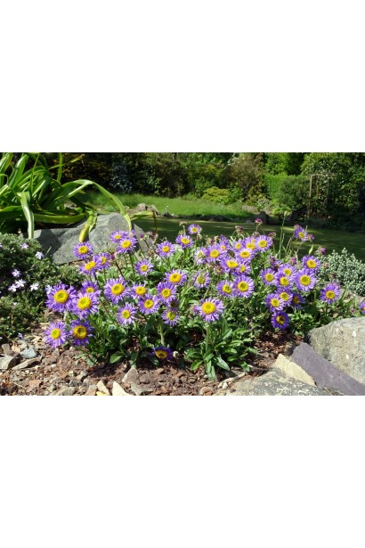 Айстра  Дарк Блю в ландшафті