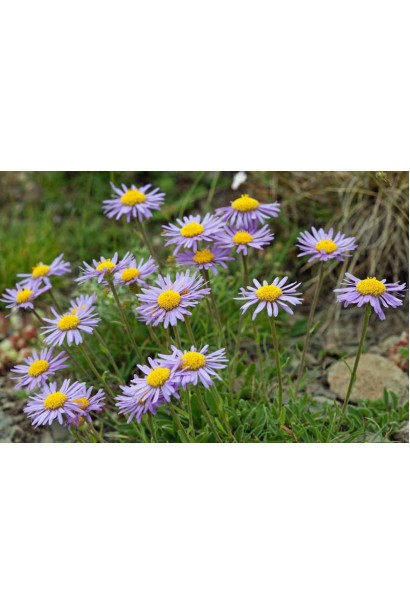 Айстра альпійська Дарк Блу квіти