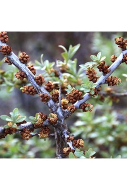 Hippophae rhamnoides Adam