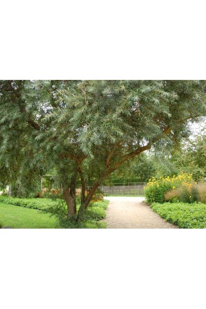 Обліпиха звичайна Адам (чоловіча)