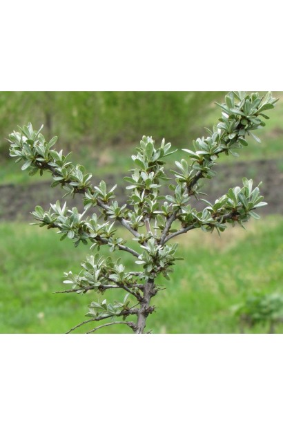 Молоді листочки Обліпиха звичайна Адам 