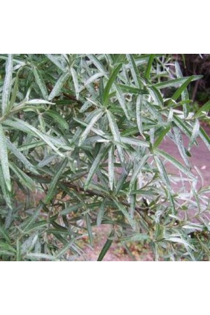 Обліпиха звичайна Адам 