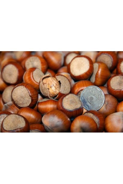 Corylus avellana Trebizond