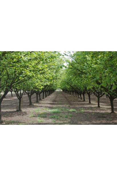 Фундук звичайний Трапезунд