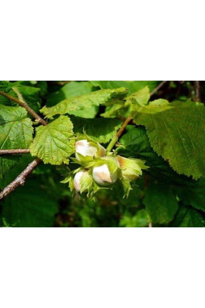 Фундук звичайний Трапезунд