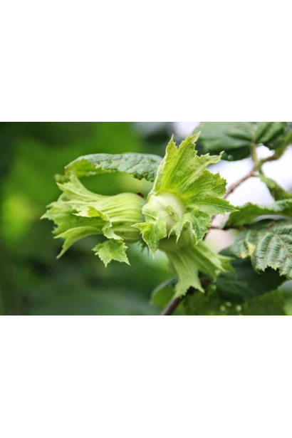 Фундук Трапезунд