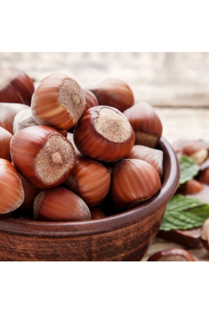 Corylus avellana Trebizond