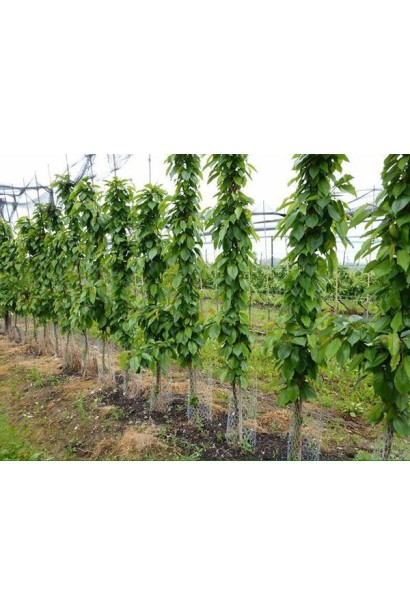 Черешня Сабріна — компактний сорт для невеликих садів.