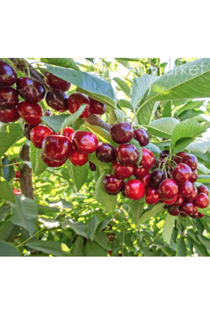 Колоновидна черешня Сабріна із середнім терміном дозрівання.