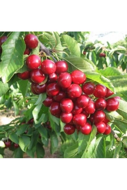 Соковиті плоди черешні Сабріна для літнього врожаю.