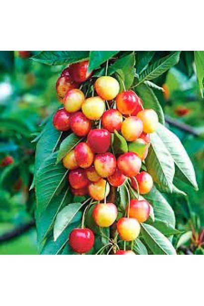 Черешня Сабріна: компактне дерево з великими ягодами.