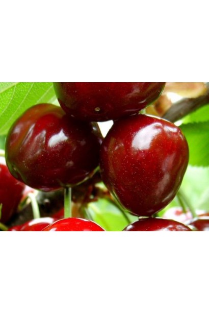 Сабріна — популярний сорт черешні з середнім дозріванням.