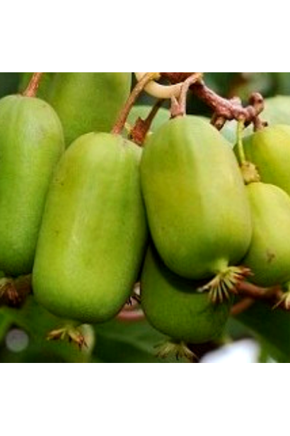 Актинидия аргута Джамбо плоды