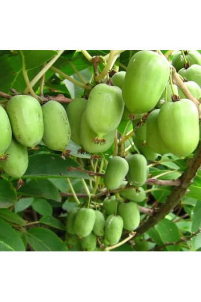 Актинидия аргута Джамбо