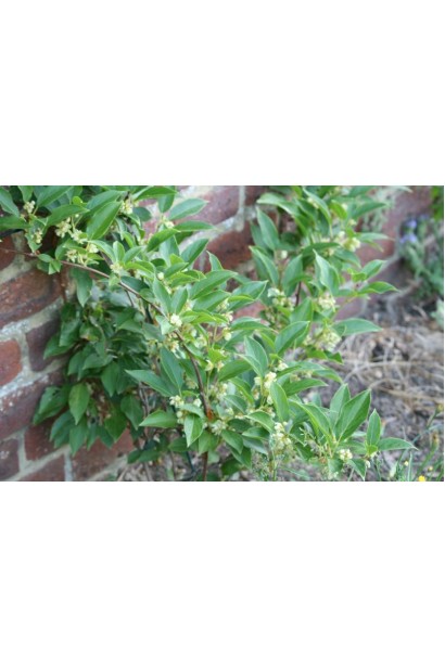 Актинидия аргута Джамбо куст