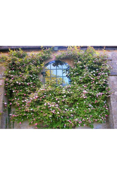 Актинидия Джамбо зеленая стена