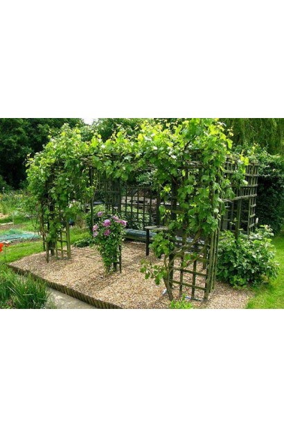 Актинидия аргута Джамбо в ландшафте