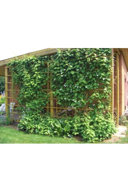 Actinidia hybrid Jumbo с опрой