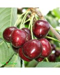 Черешня Стаккато (пізня) | Черешня Стаккато (поздняя) | Prunus avium Staccato