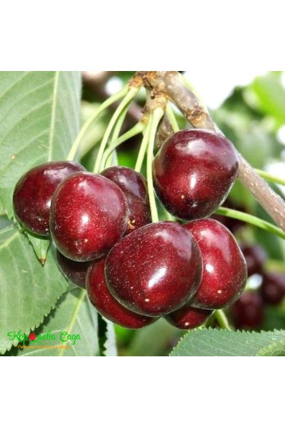 Черешня Стаккато - поздний сорт со сладкими плодами.