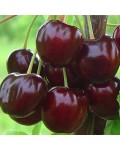 Черешня Стаккато (пізня) | Черешня Стаккато (поздняя) | Prunus avium Staccato