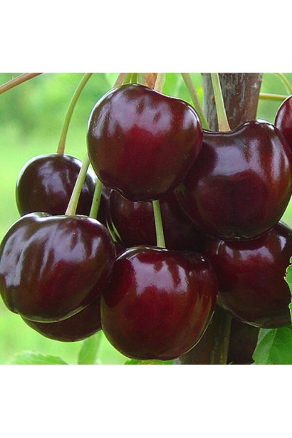 Черешня Стаккато: поздне спелые сочные ягоды.