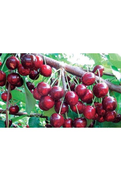 Черешня Стаккато: крупные сладкие ягоды для позднего сезона.