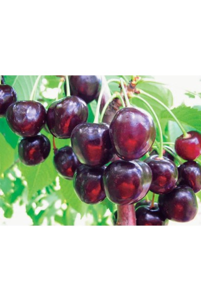 Черешня Стаккато (поздняя)