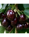 Черешня Світхарт (середньо пізня) | Черешня Свитхарт (средне поздняя) | Prunus avium Sweetheart