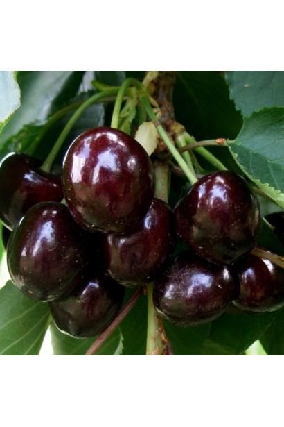 Черешня Свитхарт - средне поздний сорт со сладкими ягодами.