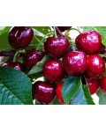 Черешня Свитхарт (средне поздний) | Черешня Світхарт (середньо пізня) | Prunus avium Sweetheart