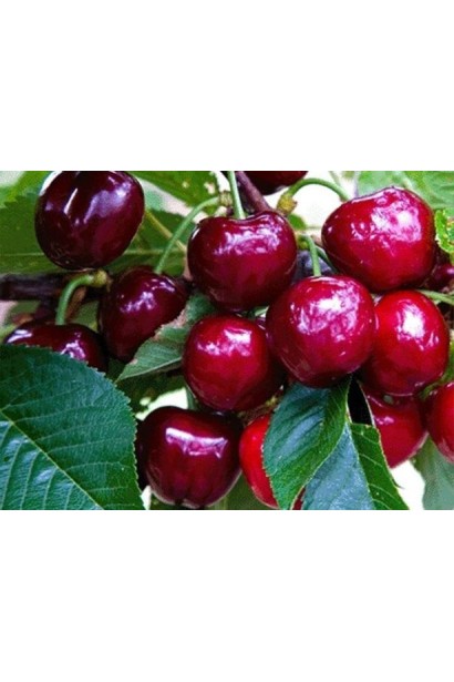 Черешня Свитхарт: вкусные плоды для средне позднего урожая.