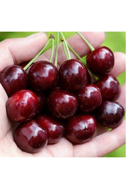 Prunus avium Sweetheart