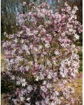 Магнолія зірчаста Розеа | Магнолия звездчатая Розеа | Magnolia stellata Rosea