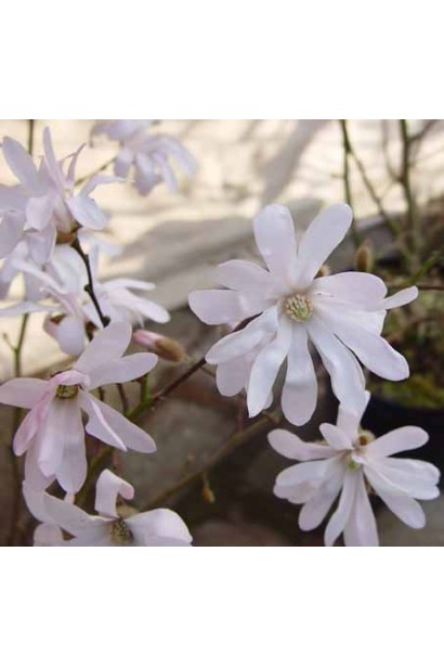 Магнолія зірчаста Розеа