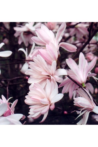 Магнолія Розеа світло-рожеві зірчасті квіти