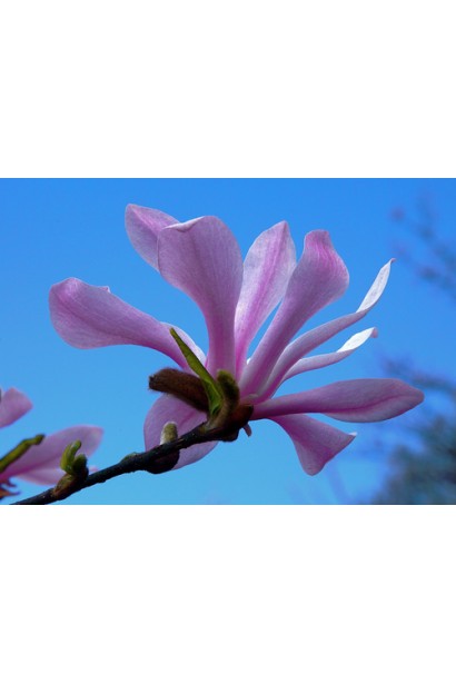 Магнолія рожева зірчаста Розеа